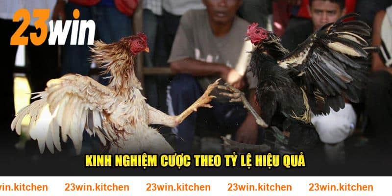 Kinh nghiệm cược 23WIN theo tỷ lệ hiệu quả